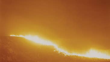 On the Wall: Into the Wild with Rinko Kawauchi