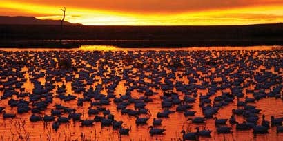 How To Photograph Wildlife