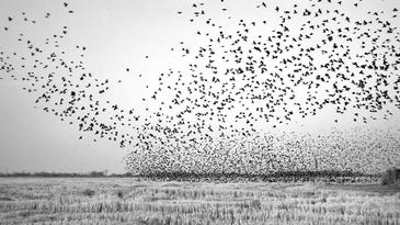 Brandon Thibodeaux in the Mississippi Delta