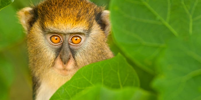 Video: Frans Lanting on Capturing the Humanity of Animals