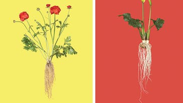 My Project: William Rugen’s Classic Roots