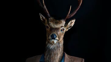 My Project: Miguel Vallinas’s Animal Instinct