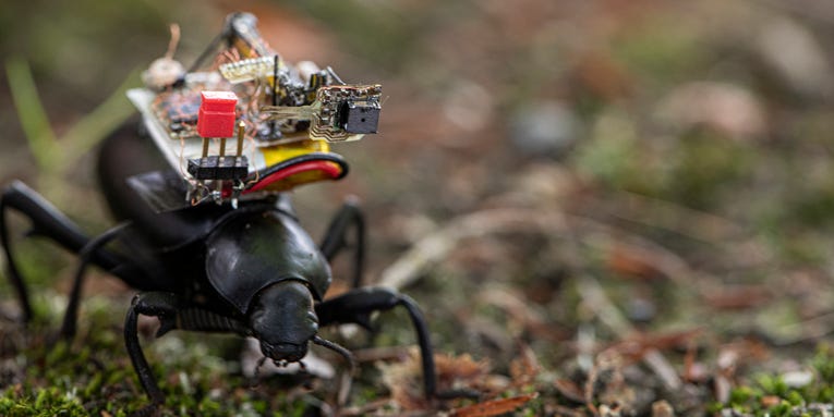 Scientists strapped tiny cameras to beetles to get a bug’s-eye view of the world