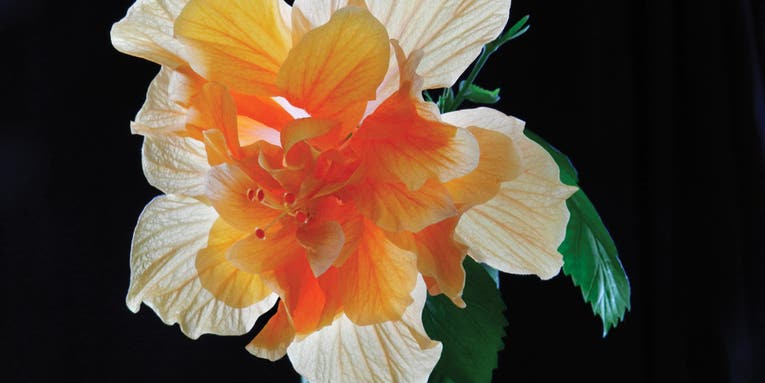 Fix It Fast: “Uncropping” an Image